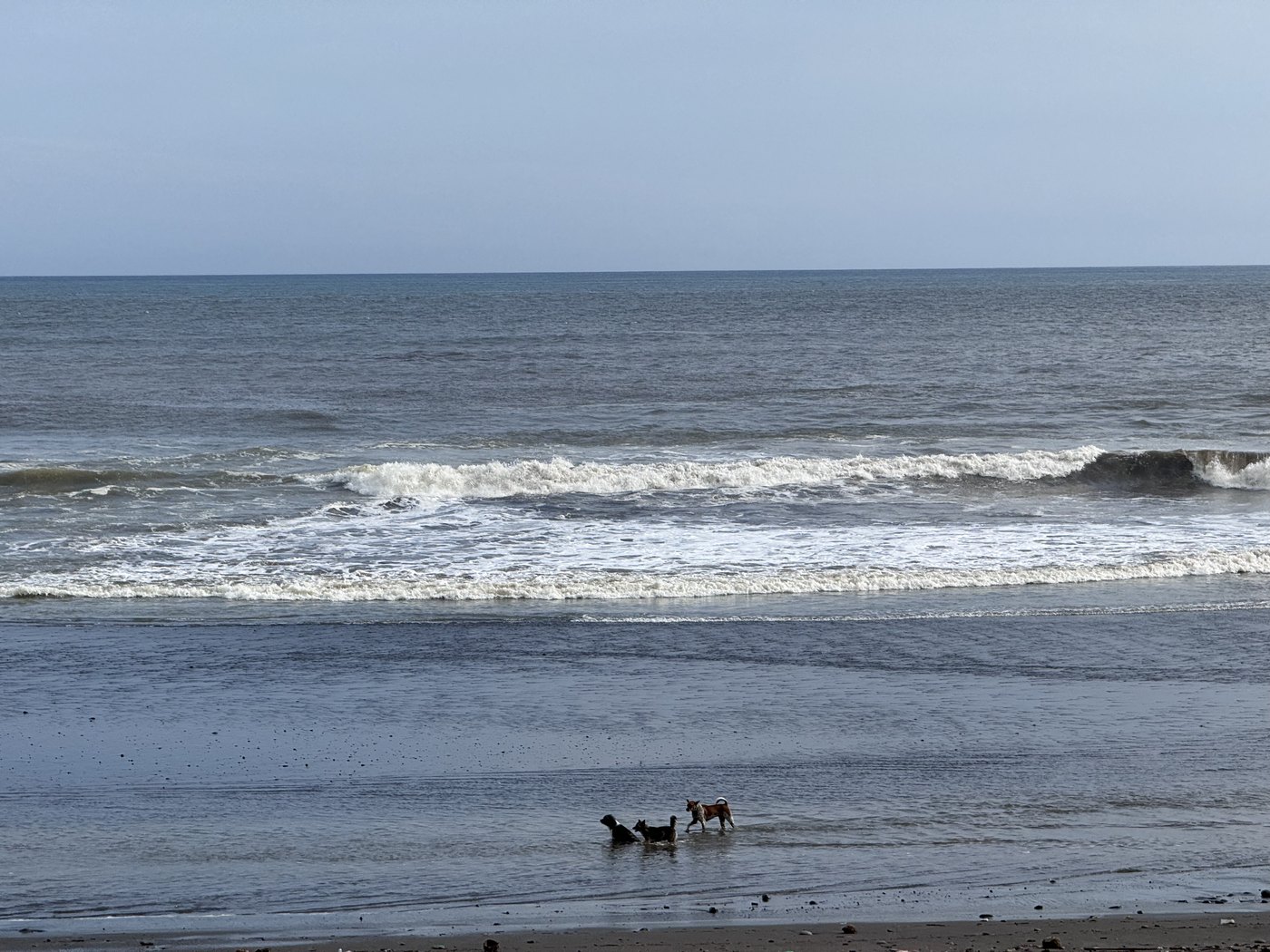 Two dogs in the surf