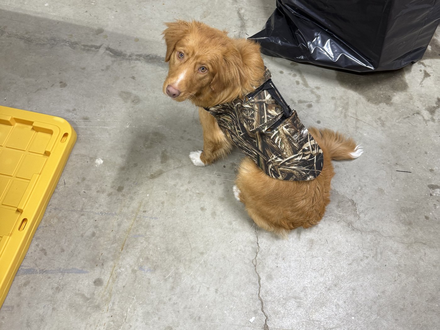 A young retriever in a camo coat sitting on the shop's concrete floor, looking back over its shoulder