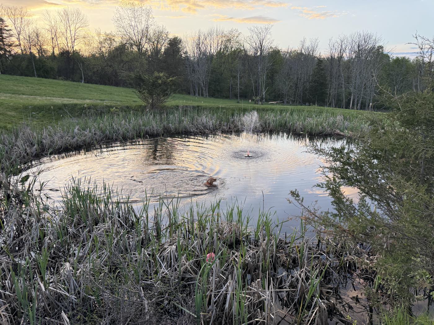 The pond at dusk with a fountain running and a dog swimming a slow circle, treeline behind